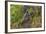 India. Grey langur, Hanuman langur at Bandhavgarh Tiger Reserve-Ralph H. Bendjebar-Framed Photographic Print