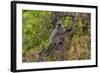 India. Grey langur, Hanuman langur at Bandhavgarh Tiger Reserve-Ralph H. Bendjebar-Framed Photographic Print