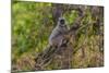 India. Grey langur, Hanuman langur at Bandhavgarh Tiger Reserve-Ralph H. Bendjebar-Mounted Photographic Print