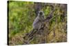 India. Grey langur, Hanuman langur at Bandhavgarh Tiger Reserve-Ralph H. Bendjebar-Stretched Canvas