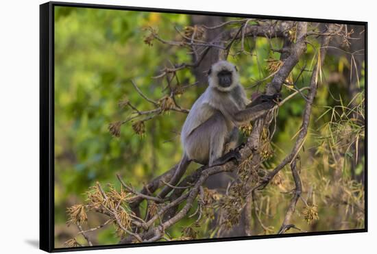 India. Grey langur, Hanuman langur at Bandhavgarh Tiger Reserve-Ralph H. Bendjebar-Framed Stretched Canvas