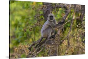 India. Grey langur, Hanuman langur at Bandhavgarh Tiger Reserve-Ralph H. Bendjebar-Stretched Canvas