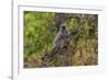 India. Grey langur, Hanuman langur at Bandhavgarh Tiger Reserve-Ralph H. Bendjebar-Framed Photographic Print