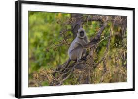 India. Grey langur, Hanuman langur at Bandhavgarh Tiger Reserve-Ralph H. Bendjebar-Framed Photographic Print