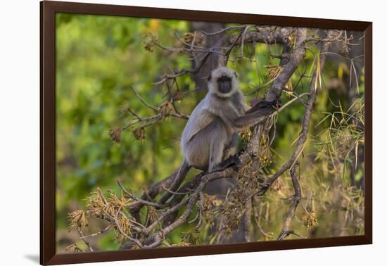 India. Grey langur, Hanuman langur at Bandhavgarh Tiger Reserve-Ralph H. Bendjebar-Framed Photographic Print