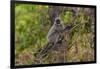 India. Grey langur, Hanuman langur at Bandhavgarh Tiger Reserve-Ralph H. Bendjebar-Framed Photographic Print