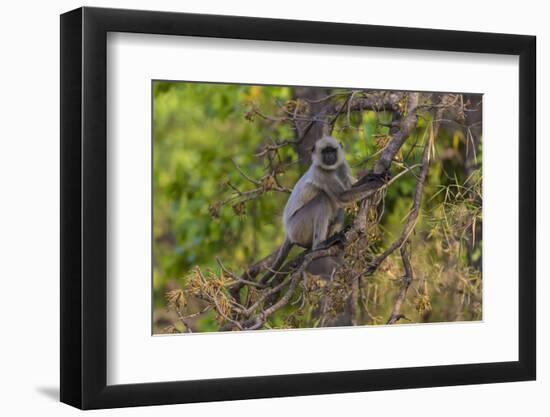 India. Grey langur, Hanuman langur at Bandhavgarh Tiger Reserve-Ralph H. Bendjebar-Framed Photographic Print