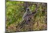 India. Grey langur, Hanuman langur at Bandhavgarh Tiger Reserve-Ralph H. Bendjebar-Mounted Photographic Print