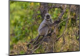 India. Grey langur, Hanuman langur at Bandhavgarh Tiger Reserve-Ralph H. Bendjebar-Mounted Photographic Print