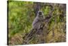 India. Grey langur, Hanuman langur at Bandhavgarh Tiger Reserve-Ralph H. Bendjebar-Stretched Canvas