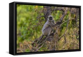 India. Grey langur, Hanuman langur at Bandhavgarh Tiger Reserve-Ralph H. Bendjebar-Framed Stretched Canvas