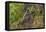 India. Grey langur, Hanuman langur at Bandhavgarh Tiger Reserve-Ralph H. Bendjebar-Framed Stretched Canvas