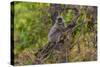 India. Grey langur, Hanuman langur at Bandhavgarh Tiger Reserve-Ralph H. Bendjebar-Stretched Canvas