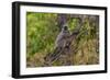 India. Grey langur, Hanuman langur at Bandhavgarh Tiger Reserve-Ralph H. Bendjebar-Framed Photographic Print