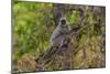 India. Grey langur, Hanuman langur at Bandhavgarh Tiger Reserve-Ralph H. Bendjebar-Mounted Photographic Print