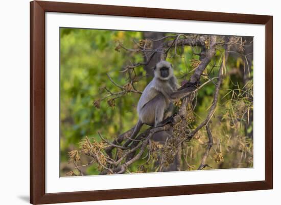 India. Grey langur, Hanuman langur at Bandhavgarh Tiger Reserve-Ralph H. Bendjebar-Framed Photographic Print