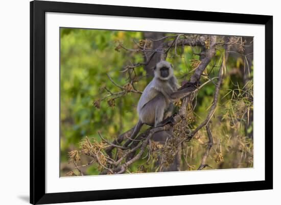 India. Grey langur, Hanuman langur at Bandhavgarh Tiger Reserve-Ralph H. Bendjebar-Framed Photographic Print