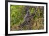 India. Grey langur, Hanuman langur at Bandhavgarh Tiger Reserve-Ralph H. Bendjebar-Framed Photographic Print