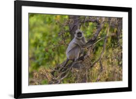 India. Grey langur, Hanuman langur at Bandhavgarh Tiger Reserve-Ralph H. Bendjebar-Framed Photographic Print