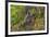 India. Grey langur, Hanuman langur at Bandhavgarh Tiger Reserve-Ralph H. Bendjebar-Framed Photographic Print