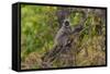 India. Grey langur, Hanuman langur at Bandhavgarh Tiger Reserve-Ralph H. Bendjebar-Framed Stretched Canvas