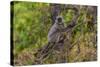 India. Grey langur, Hanuman langur at Bandhavgarh Tiger Reserve-Ralph H. Bendjebar-Stretched Canvas