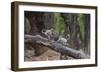 India. Grey langur, Hanuman langur at Bandhavgarh Tiger Reserve-Ralph H. Bendjebar-Framed Photographic Print