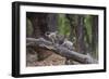 India. Grey langur, Hanuman langur at Bandhavgarh Tiger Reserve-Ralph H. Bendjebar-Framed Photographic Print