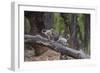 India. Grey langur, Hanuman langur at Bandhavgarh Tiger Reserve-Ralph H. Bendjebar-Framed Photographic Print