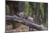 India. Grey langur, Hanuman langur at Bandhavgarh Tiger Reserve-Ralph H. Bendjebar-Mounted Photographic Print