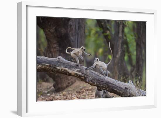 India. Grey langur, Hanuman langur at Bandhavgarh Tiger Reserve-Ralph H. Bendjebar-Framed Photographic Print