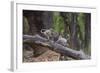 India. Grey langur, Hanuman langur at Bandhavgarh Tiger Reserve-Ralph H. Bendjebar-Framed Photographic Print