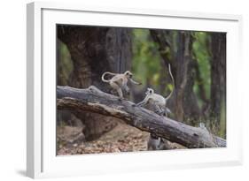 India. Grey langur, Hanuman langur at Bandhavgarh Tiger Reserve-Ralph H. Bendjebar-Framed Photographic Print