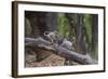 India. Grey langur, Hanuman langur at Bandhavgarh Tiger Reserve-Ralph H. Bendjebar-Framed Photographic Print