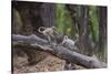 India. Grey langur, Hanuman langur at Bandhavgarh Tiger Reserve-Ralph H. Bendjebar-Stretched Canvas