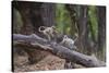 India. Grey langur, Hanuman langur at Bandhavgarh Tiger Reserve-Ralph H. Bendjebar-Stretched Canvas