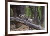 India. Grey langur, Hanuman langur at Bandhavgarh Tiger Reserve-Ralph H. Bendjebar-Framed Photographic Print