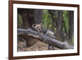 India. Grey langur, Hanuman langur at Bandhavgarh Tiger Reserve-Ralph H. Bendjebar-Framed Photographic Print