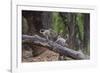 India. Grey langur, Hanuman langur at Bandhavgarh Tiger Reserve-Ralph H. Bendjebar-Framed Photographic Print