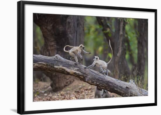 India. Grey langur, Hanuman langur at Bandhavgarh Tiger Reserve-Ralph H. Bendjebar-Framed Photographic Print