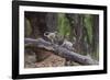 India. Grey langur, Hanuman langur at Bandhavgarh Tiger Reserve-Ralph H. Bendjebar-Framed Photographic Print