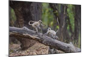 India. Grey langur, Hanuman langur at Bandhavgarh Tiger Reserve-Ralph H. Bendjebar-Mounted Photographic Print