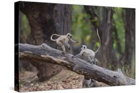 India. Grey langur, Hanuman langur at Bandhavgarh Tiger Reserve-Ralph H. Bendjebar-Stretched Canvas