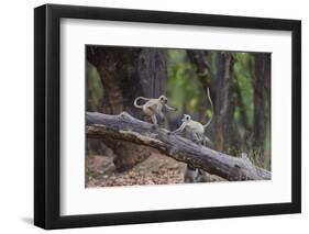 India. Grey langur, Hanuman langur at Bandhavgarh Tiger Reserve-Ralph H. Bendjebar-Framed Photographic Print