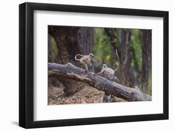 India. Grey langur, Hanuman langur at Bandhavgarh Tiger Reserve-Ralph H. Bendjebar-Framed Photographic Print