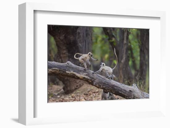 India. Grey langur, Hanuman langur at Bandhavgarh Tiger Reserve-Ralph H. Bendjebar-Framed Photographic Print