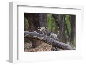 India. Grey langur, Hanuman langur at Bandhavgarh Tiger Reserve-Ralph H. Bendjebar-Framed Photographic Print