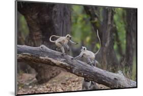 India. Grey langur, Hanuman langur at Bandhavgarh Tiger Reserve-Ralph H. Bendjebar-Mounted Photographic Print