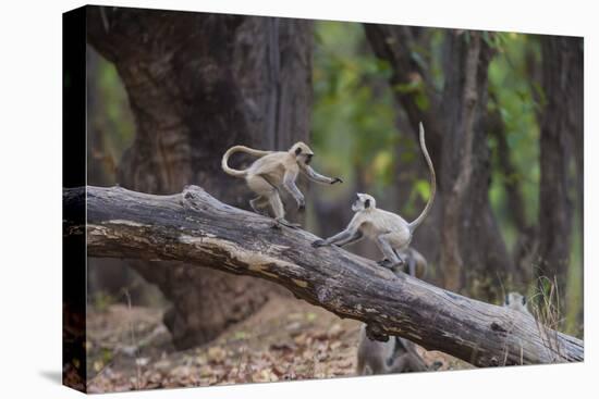 India. Grey langur, Hanuman langur at Bandhavgarh Tiger Reserve-Ralph H. Bendjebar-Stretched Canvas