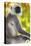 India. Grey langur, Hanuman langur at Bandhavgarh Tiger Reserve-Ralph H. Bendjebar-Stretched Canvas